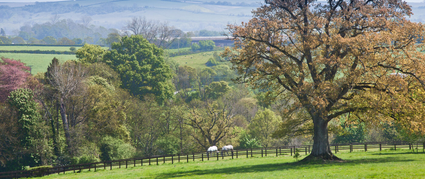 Estate Agents in the Cranborne Chase Rural View Estate Agents